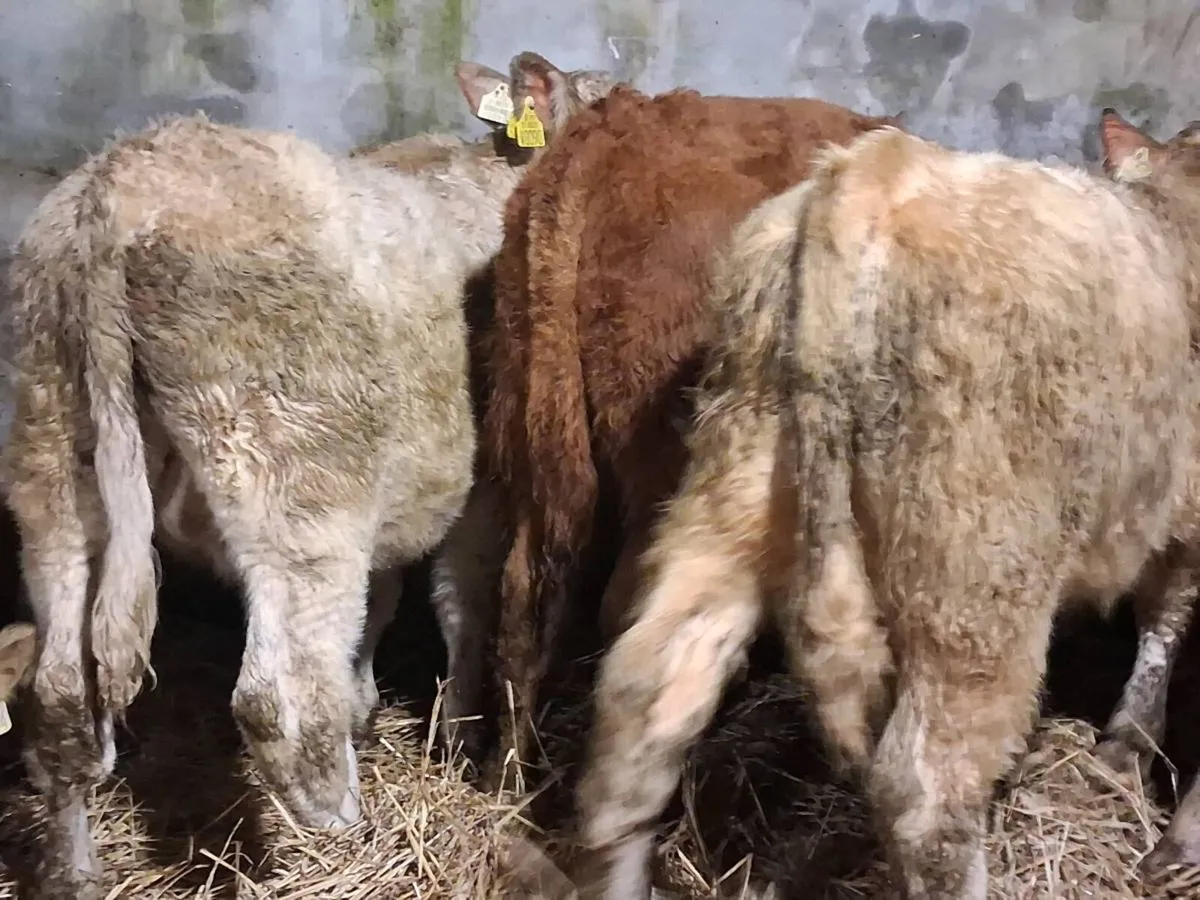 7  Quality Continental Bull Weanlings - Image 4