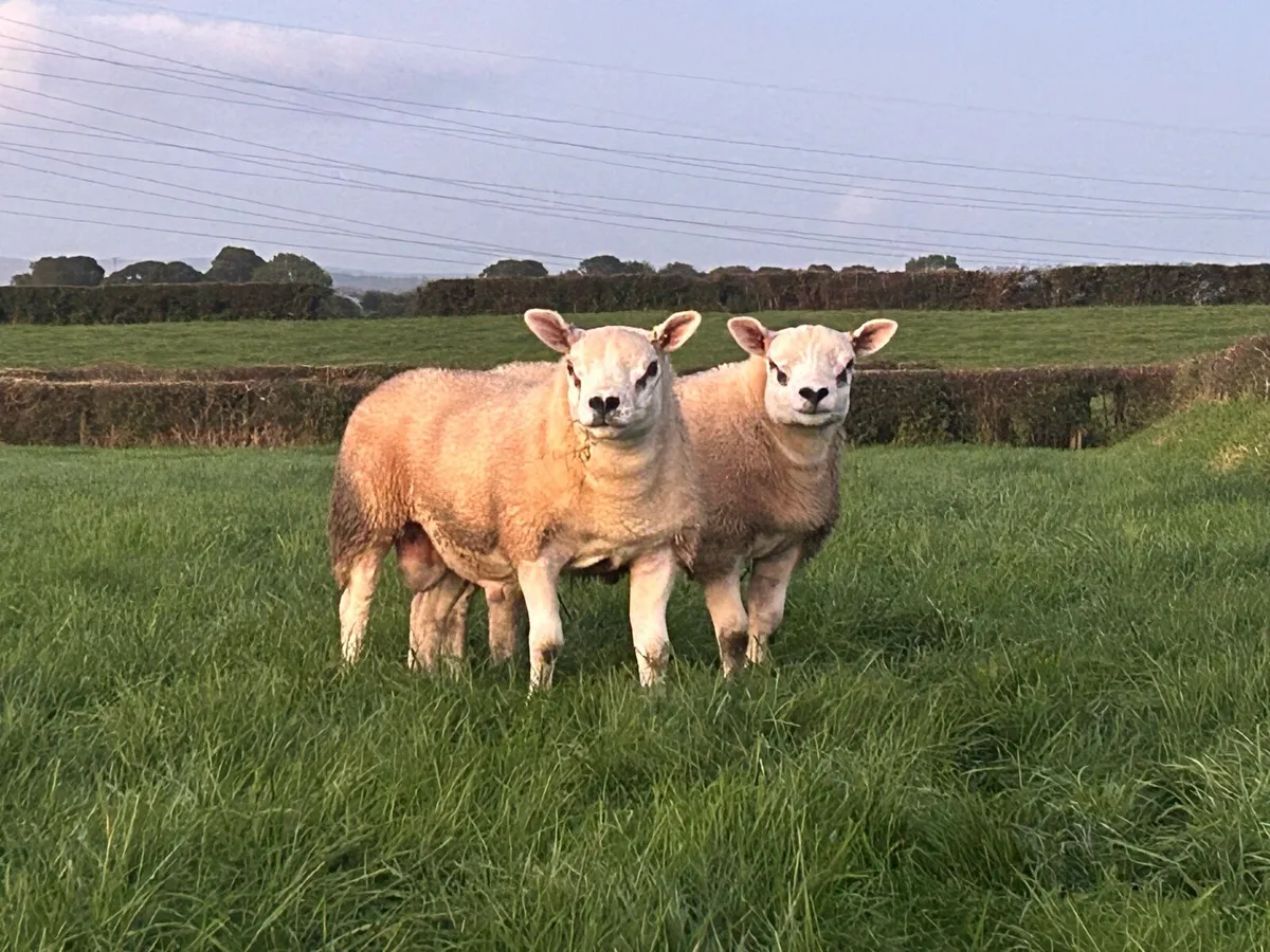 Strong Pedigree Texel ram lambs ready for work - Image 1