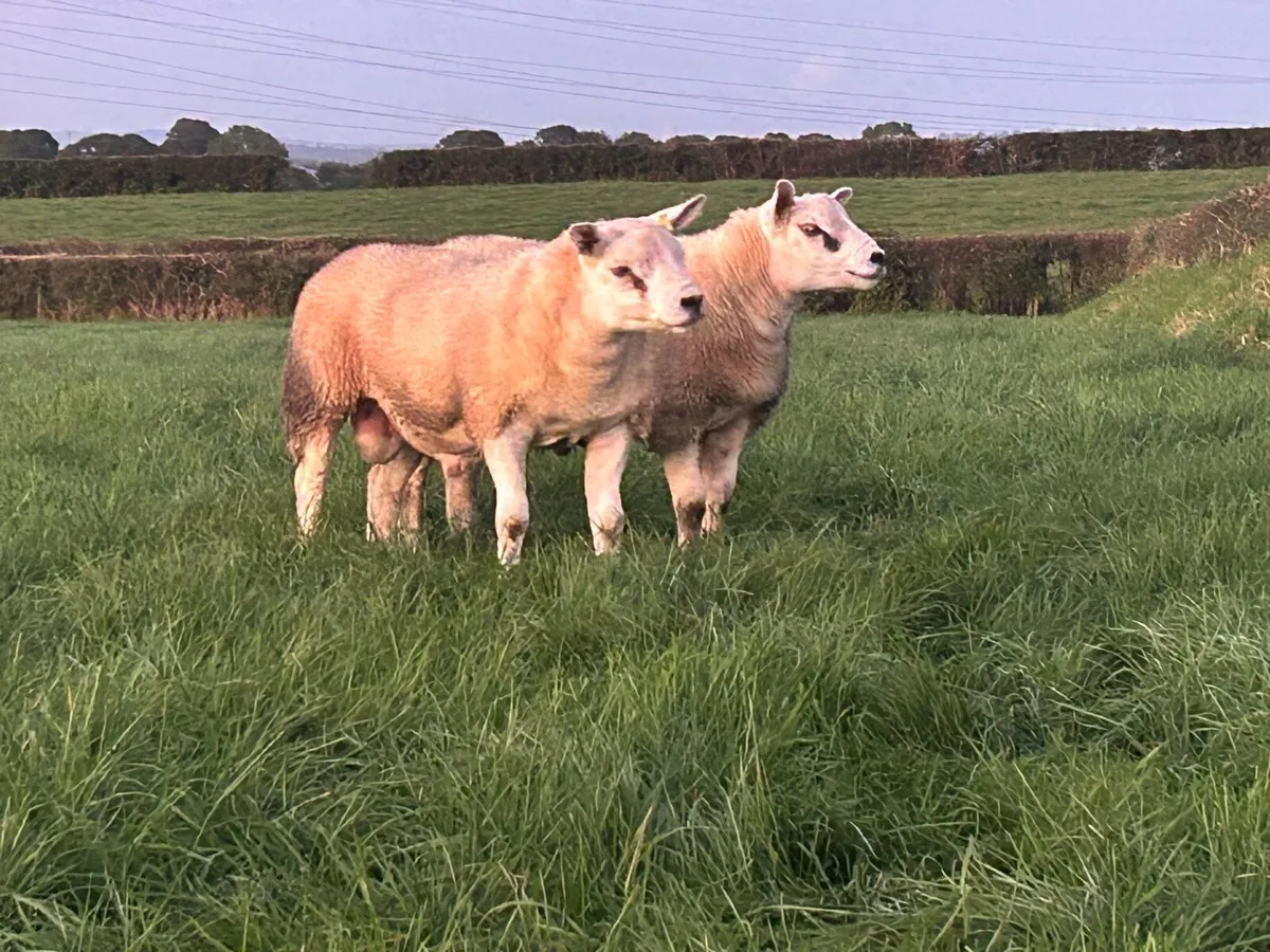 Strong Pedigree Texel ram lambs ready for work - Image 2