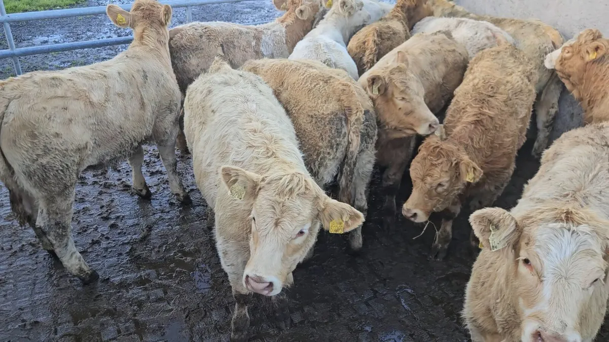 18 Super Charolais Heifers. - Image 1
