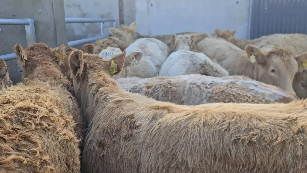 18 Super Charolais Heifers. - Image 2