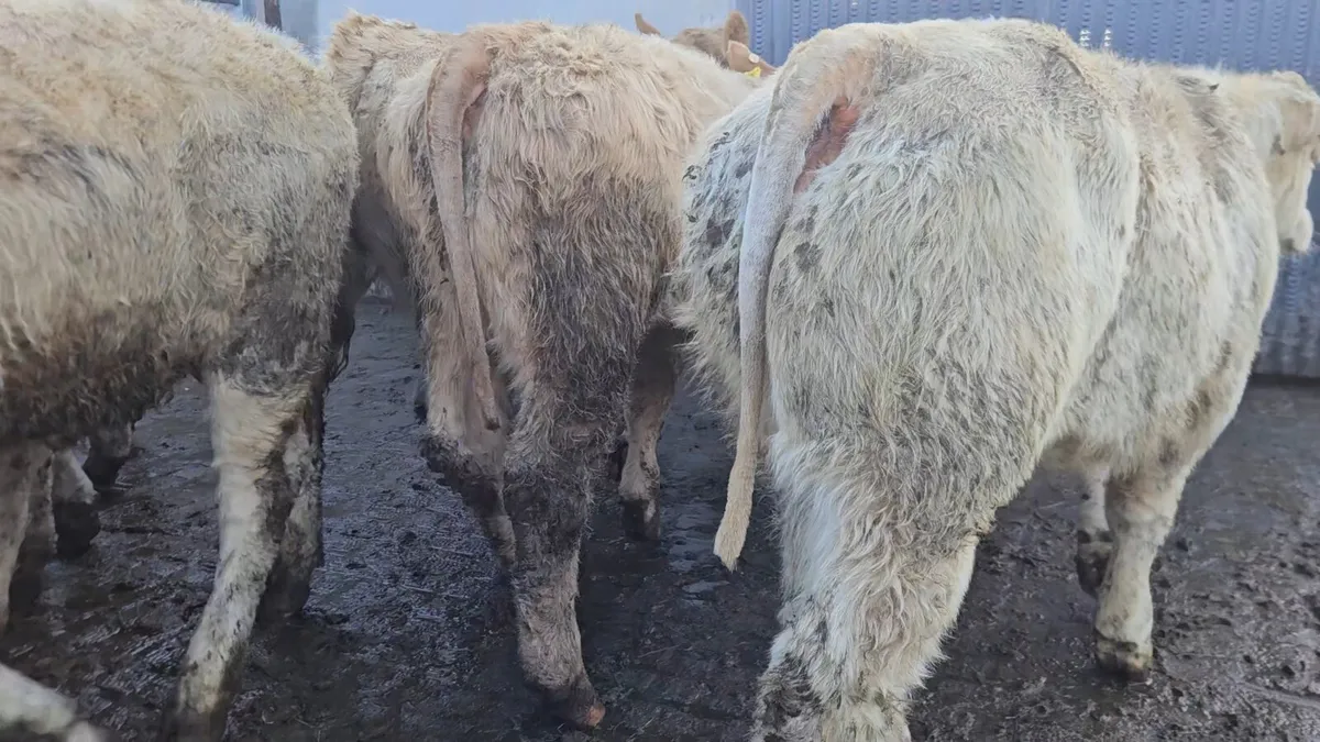 18 Super Charolais Heifers. - Image 3