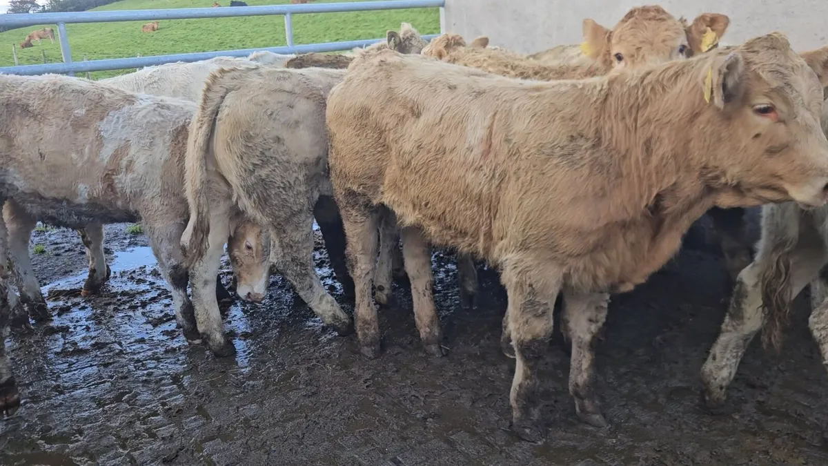 18 Super Charolais Heifers. - Image 4