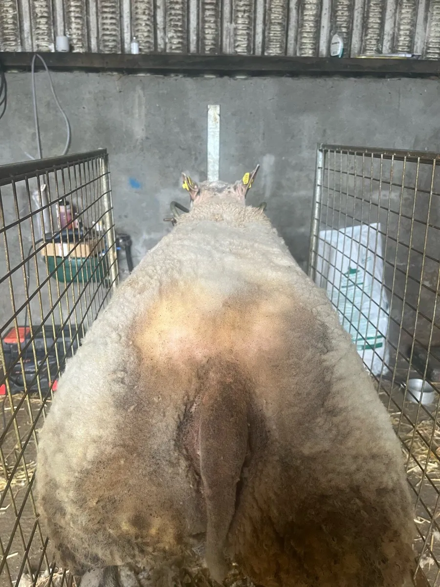 Super pb Beltex ram lamb💥 - Image 3