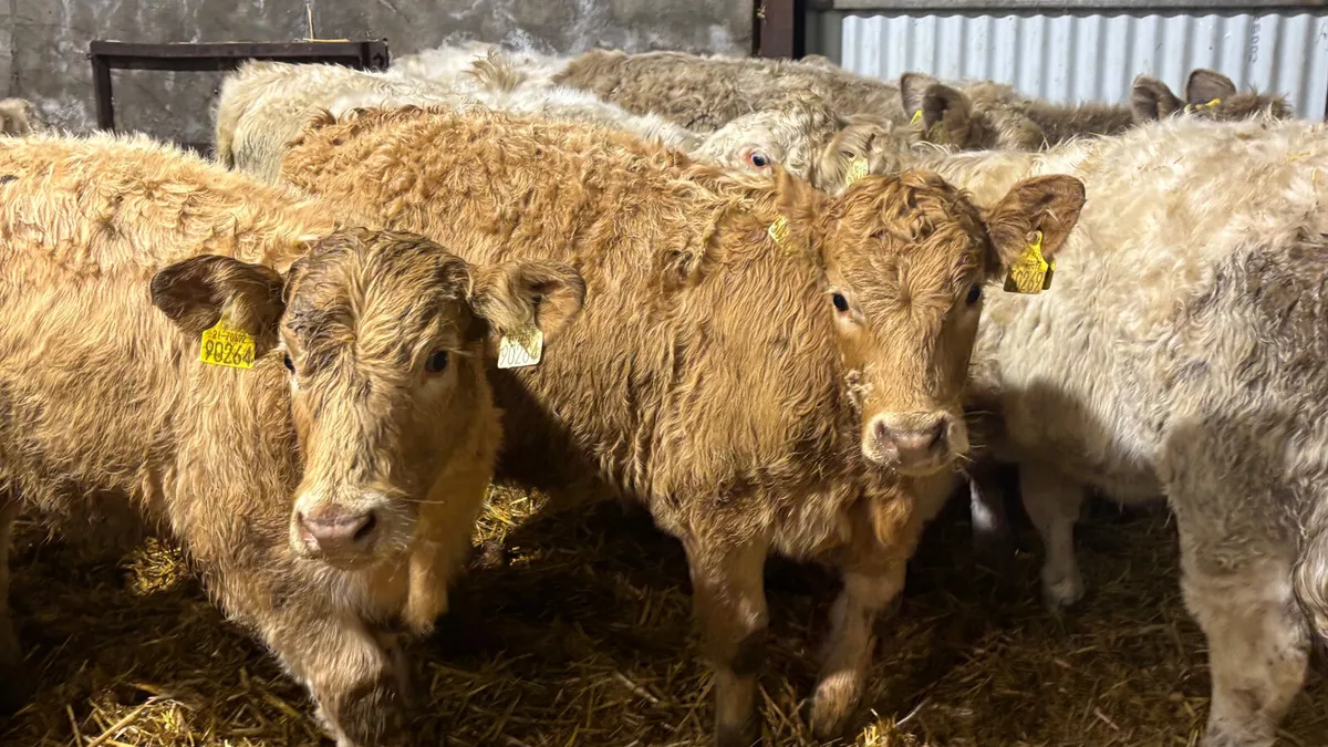 ⭐️ 10 Charolais Heifer Wealings ⭐️ - Image 4