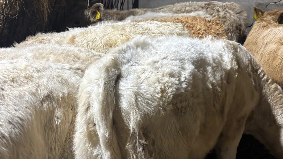 ⭐️ 10 Charolais Heifer Wealings ⭐️ - Image 3