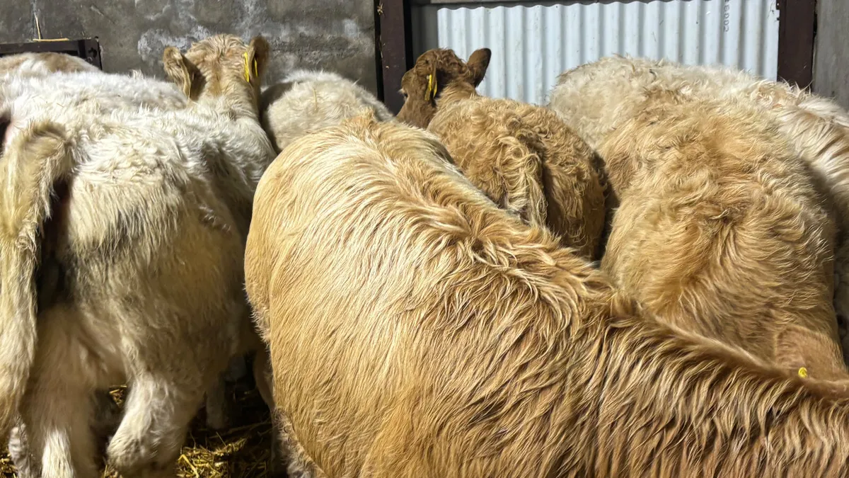 ⭐️ 10 Charolais Heifer Wealings ⭐️ - Image 2