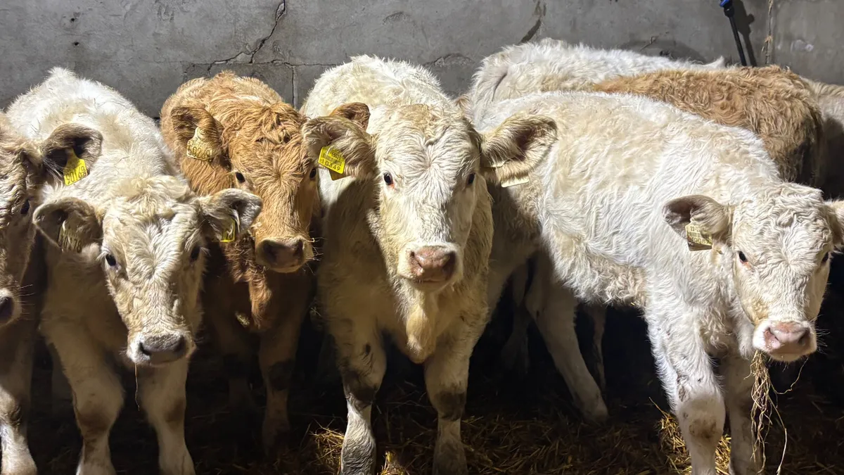 ⭐️ 10 Charolais Heifer Wealings ⭐️ - Image 1