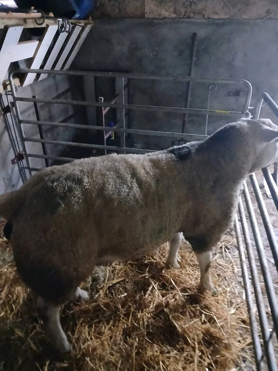 Pedigree texel ram - Image 4