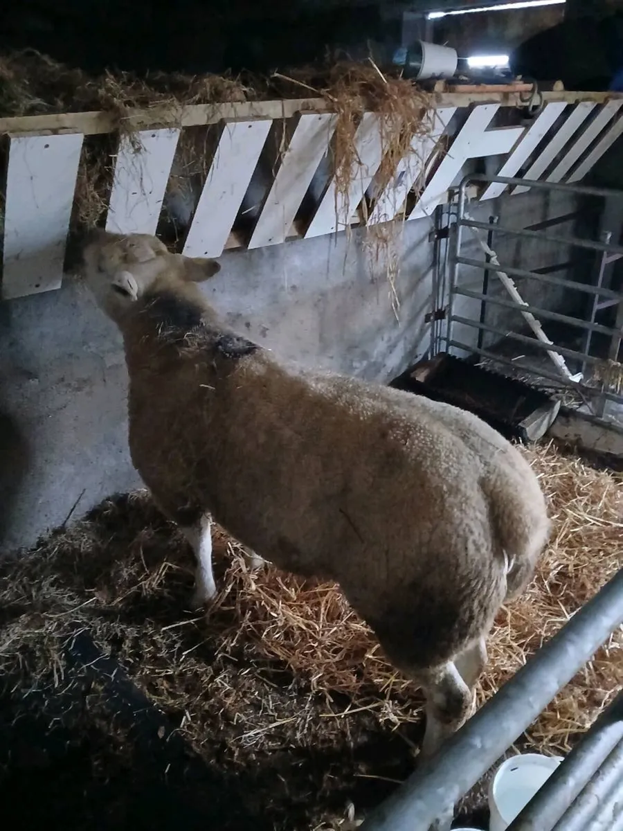 Pedigree texel ram - Image 1