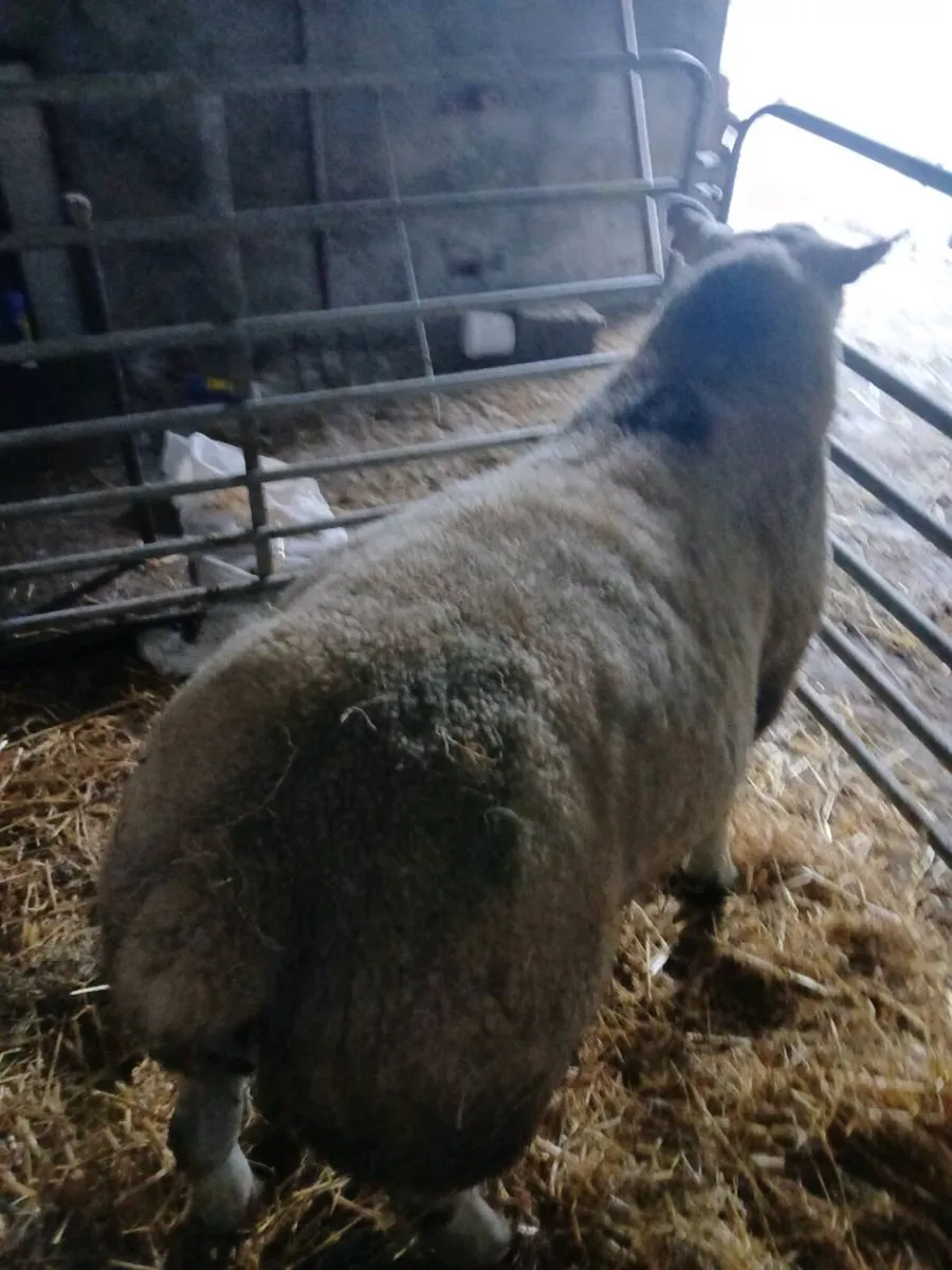 Pedigree texel ram - Image 2