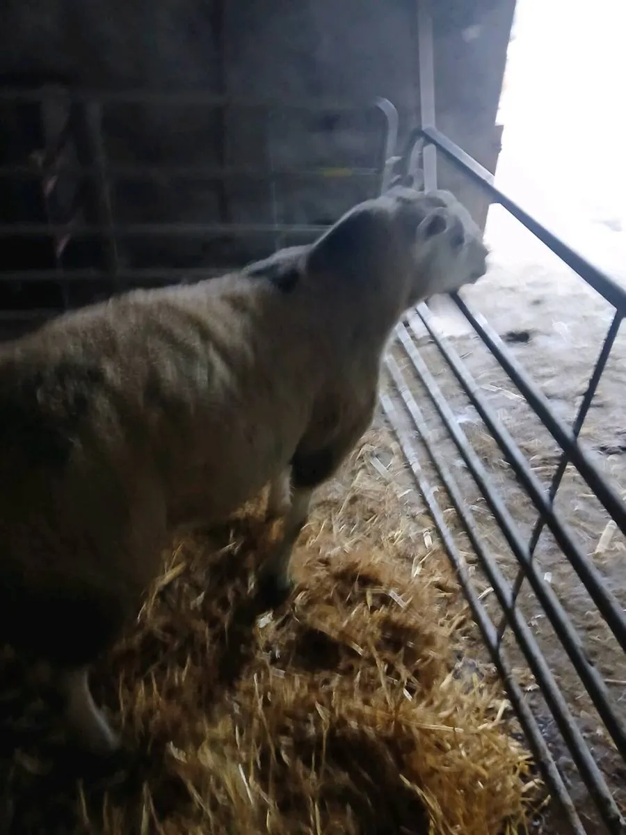 Pedigree texel ram - Image 3