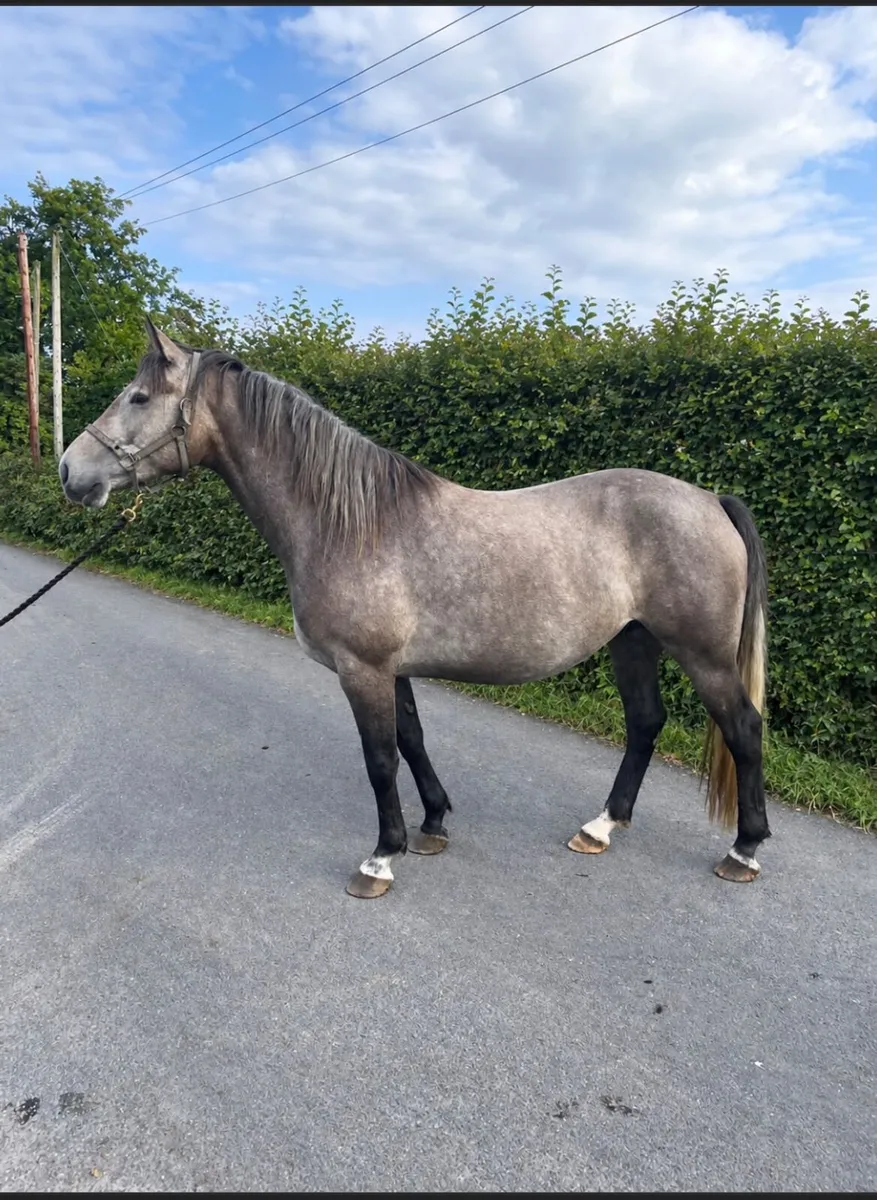Horse - Image 1