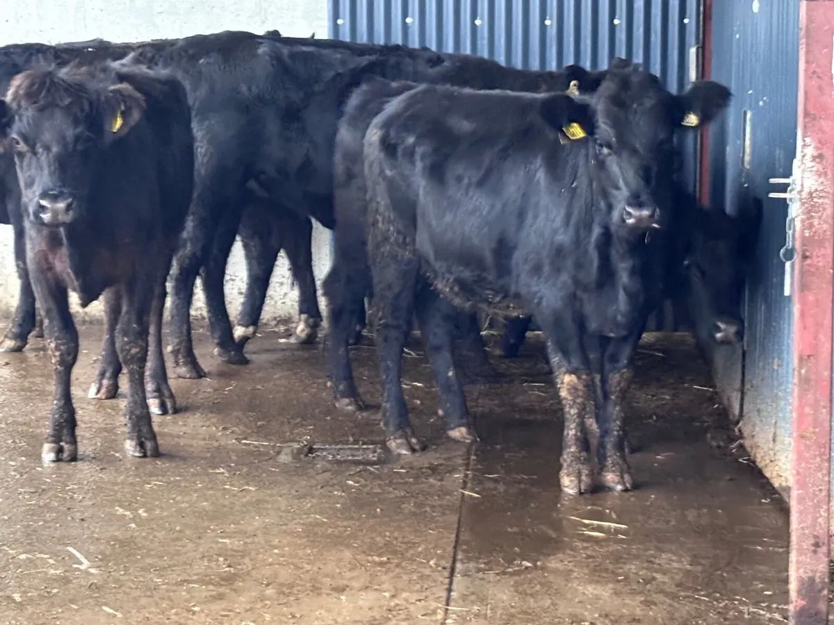 6 ANGUS STORE HEIFERS FOR SALE - Image 4