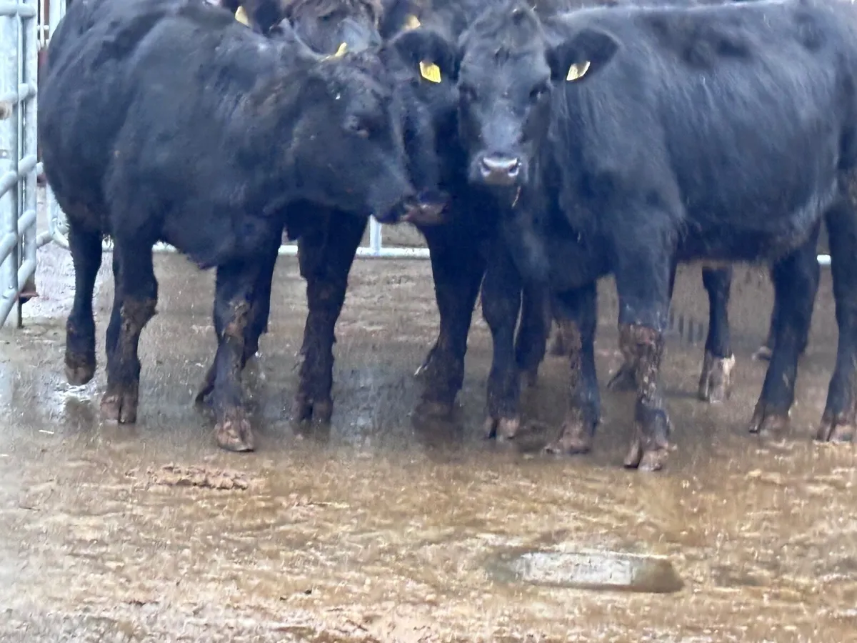 6 ANGUS STORE HEIFERS FOR SALE - Image 2