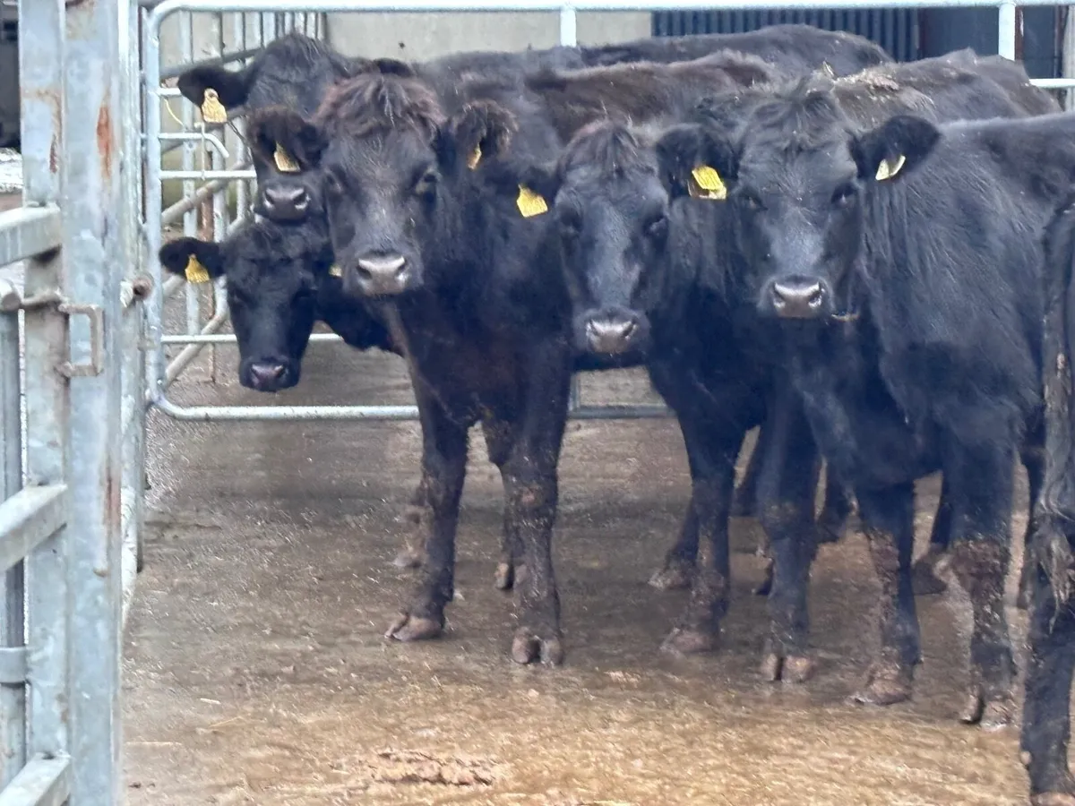 6 ANGUS STORE HEIFERS FOR SALE - Image 3