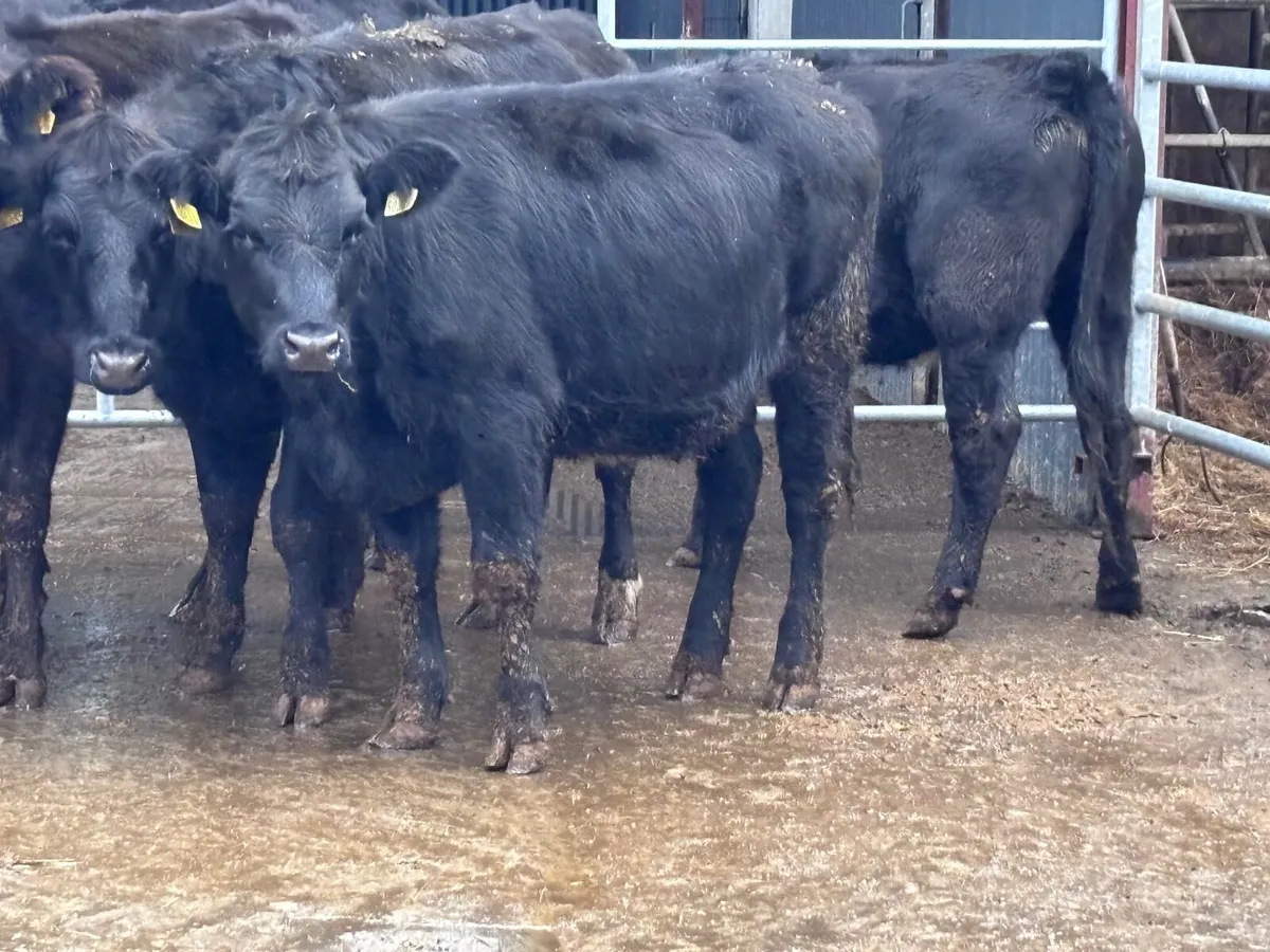 6 ANGUS STORE HEIFERS FOR SALE - Image 1
