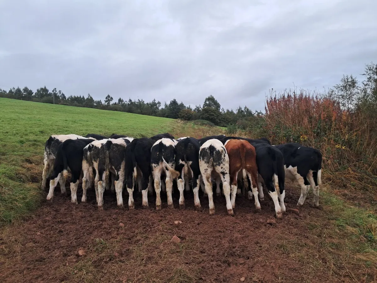Weanlings Mid Tipp Mart 28/10 - Image 1