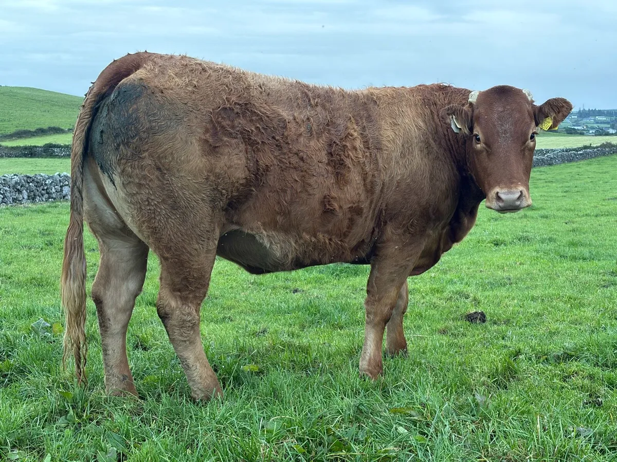 AI In Calf Heifers - Image 3