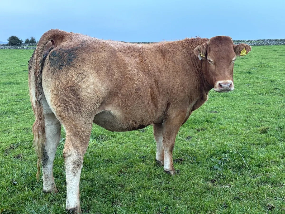 AI In Calf Heifers - Image 2