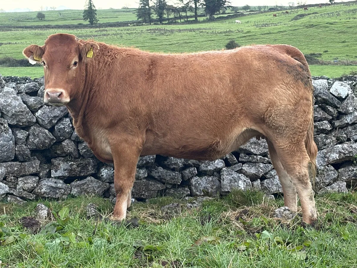 AI In Calf Heifers - Image 4