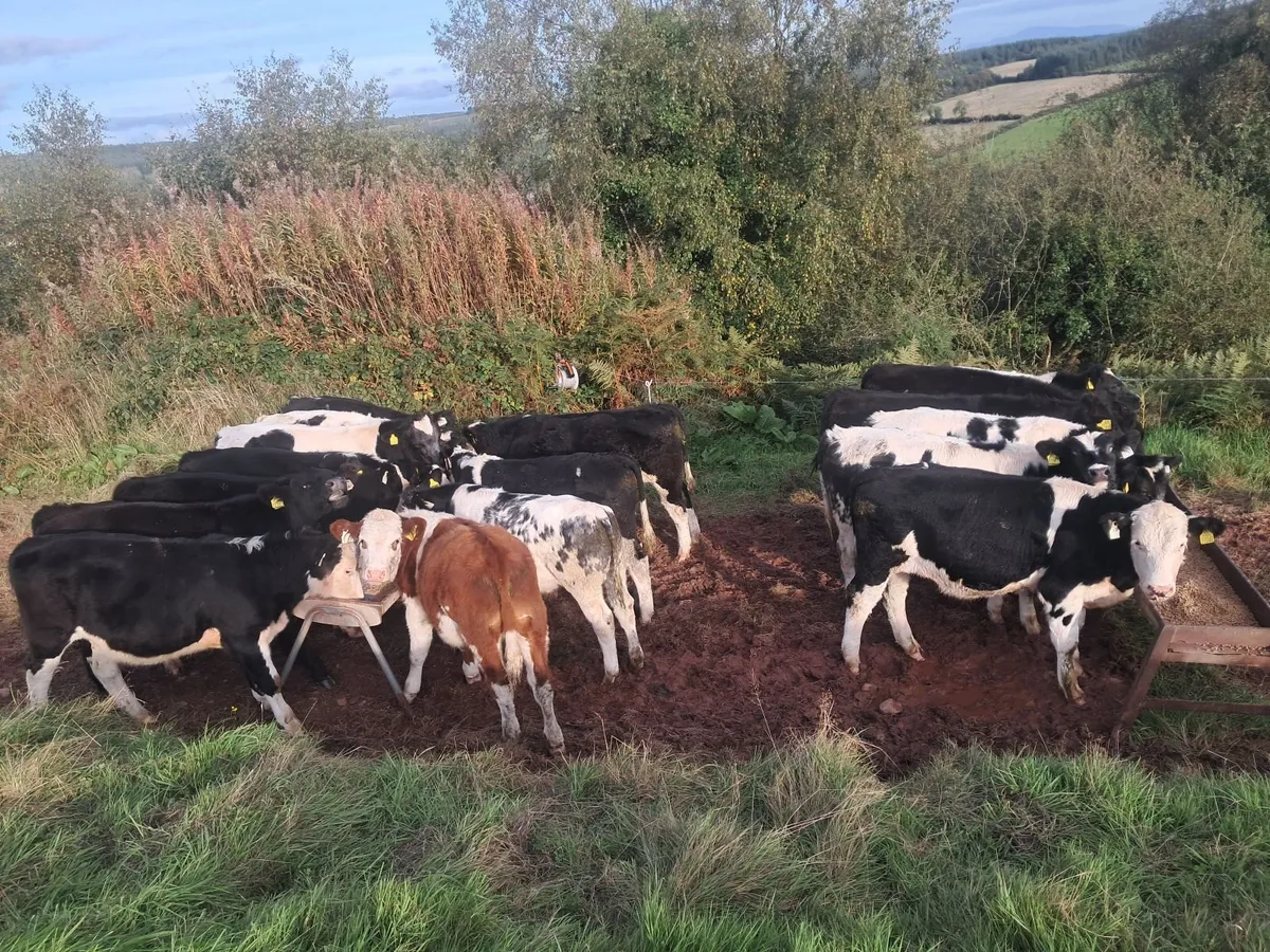 Weanlings Mid Tipp Mart 28/10 - Image 2