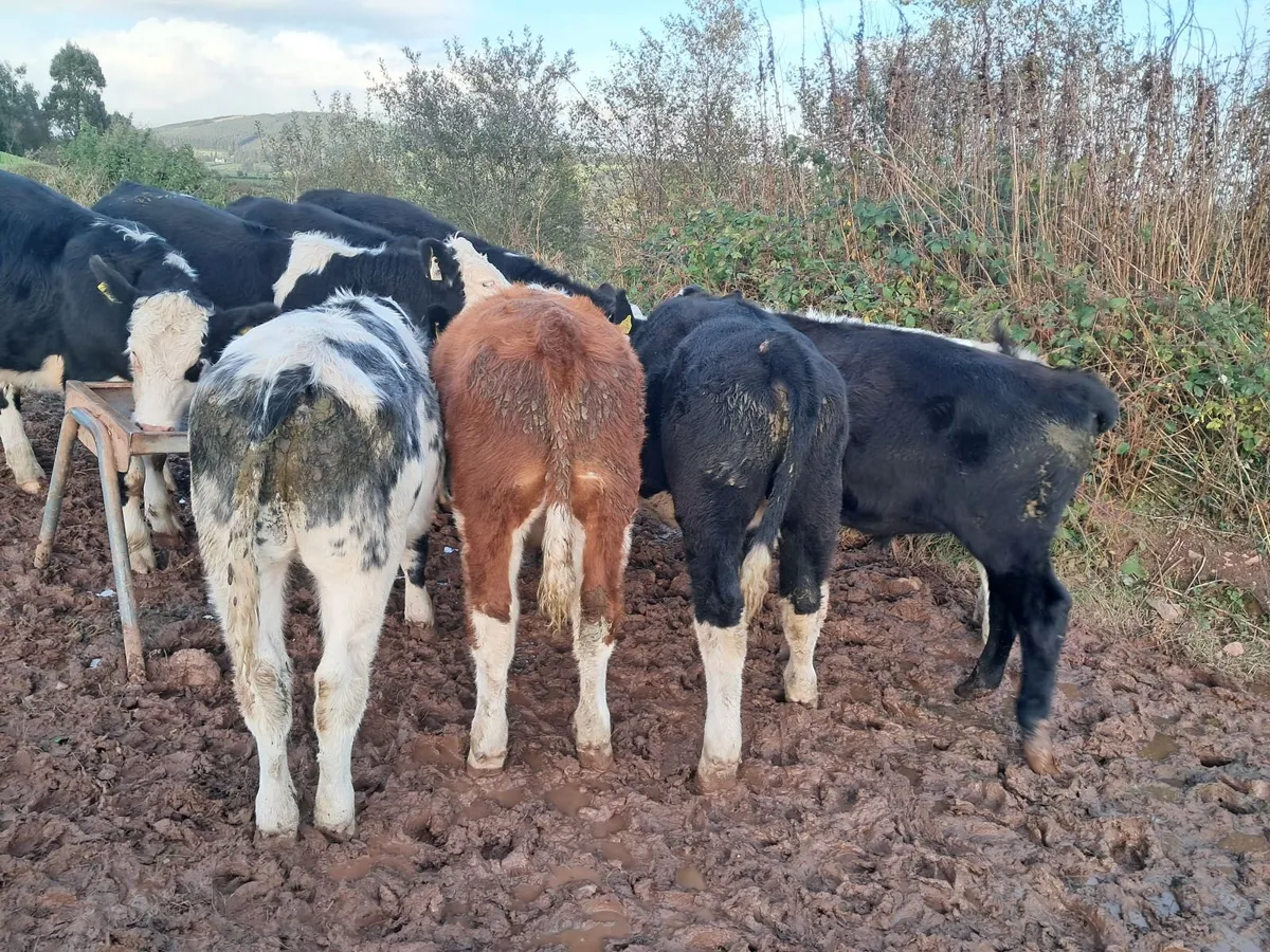 Weanlings Mid Tipp Mart 28/10 - Image 3