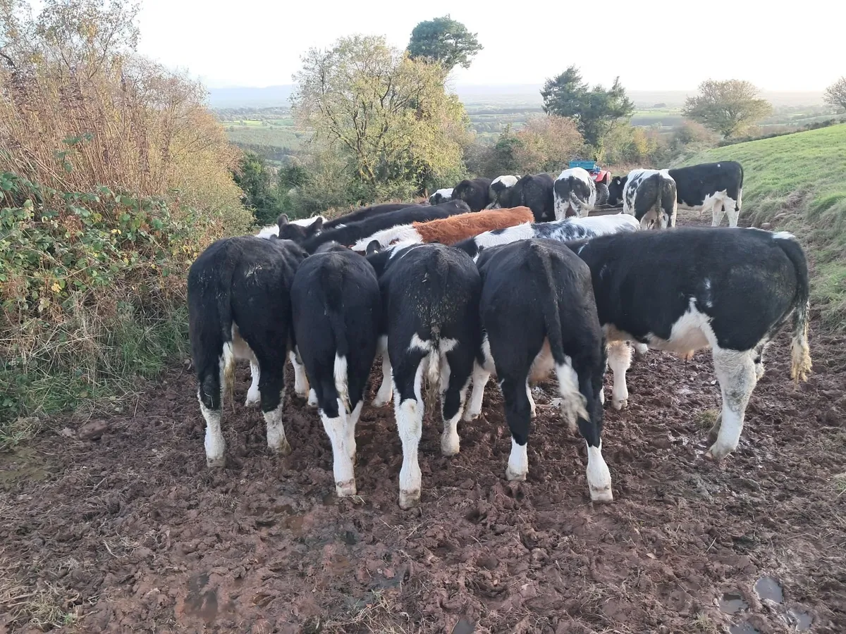 Weanlings Mid Tipp Mart 28/10 - Image 4