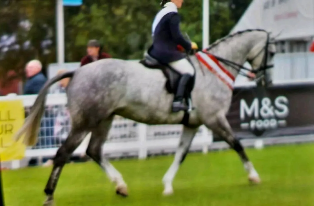 Horse - Image 3