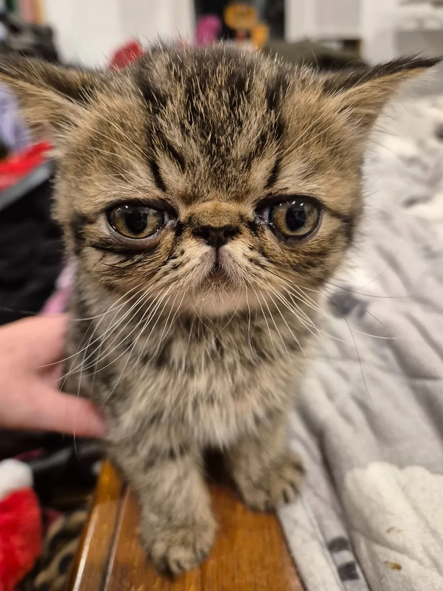 Exotic shorthair kittens - Image 3
