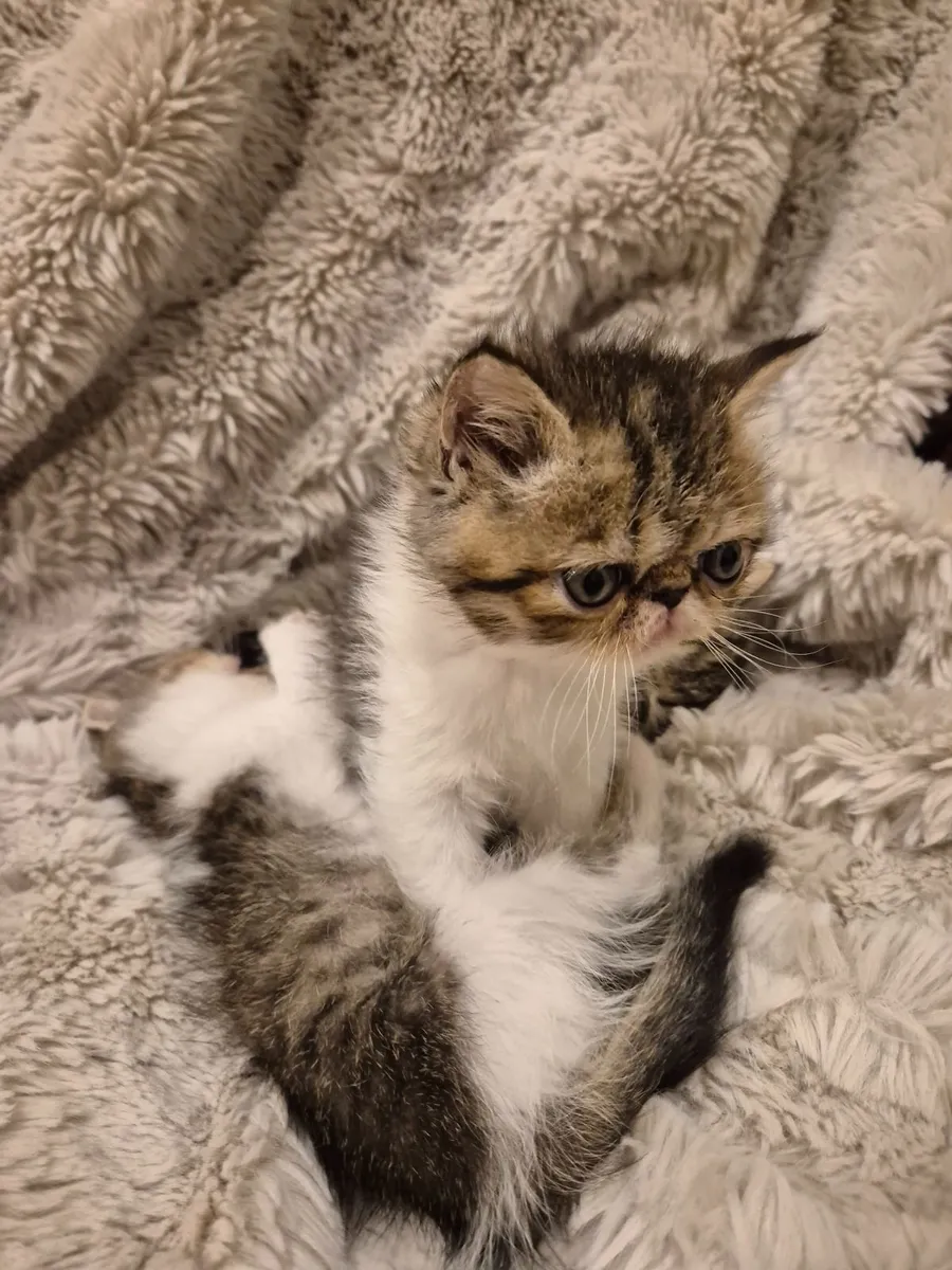 Exotic shorthair kittens - Image 4