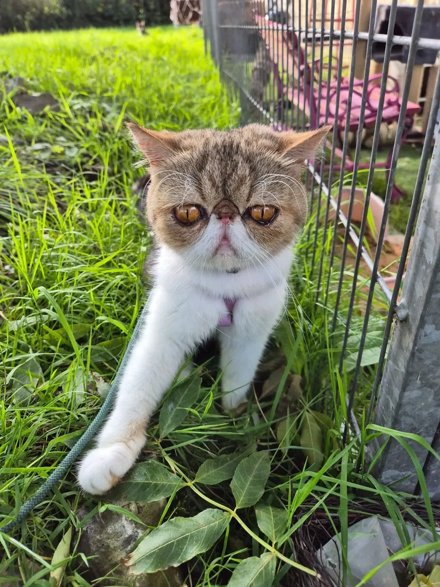 Exotic shorthair kittens - Image 4