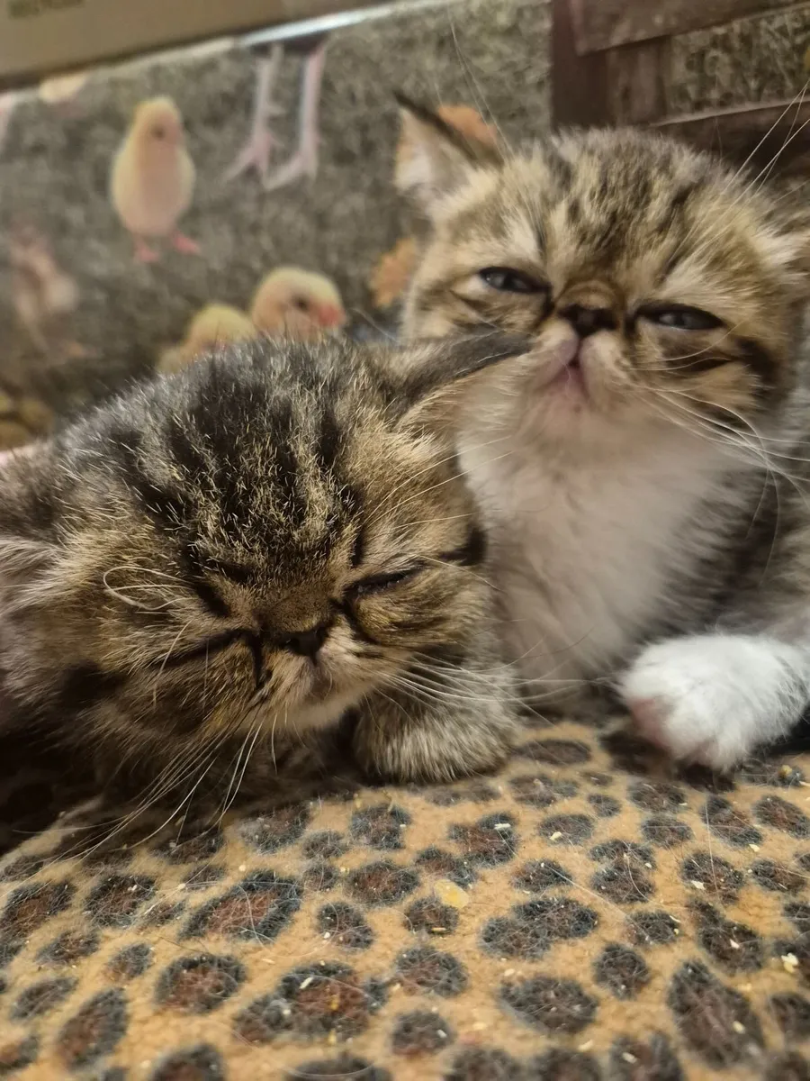Exotic shorthair kittens - Image 2