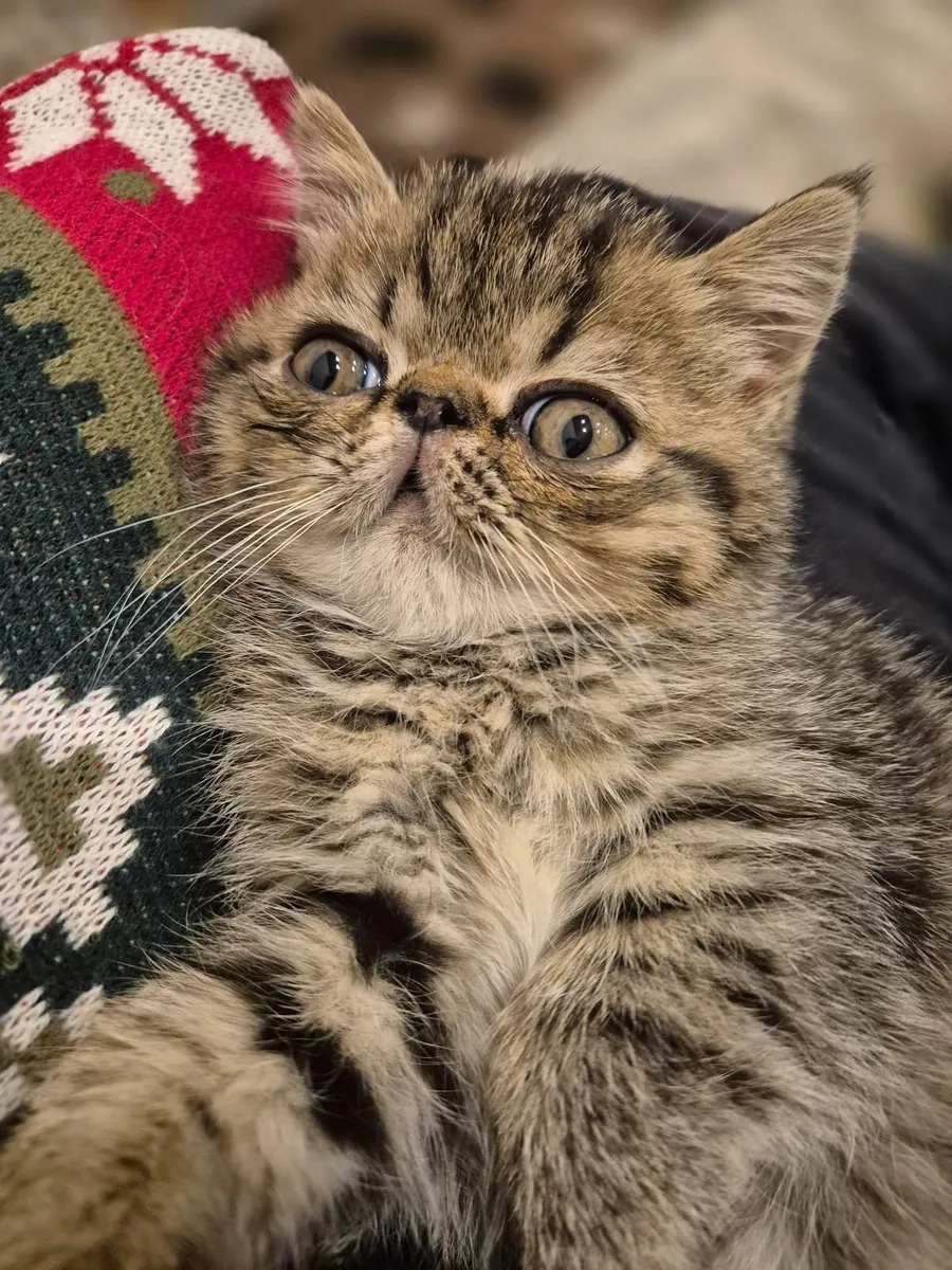 Exotic shorthair kittens - Image 1