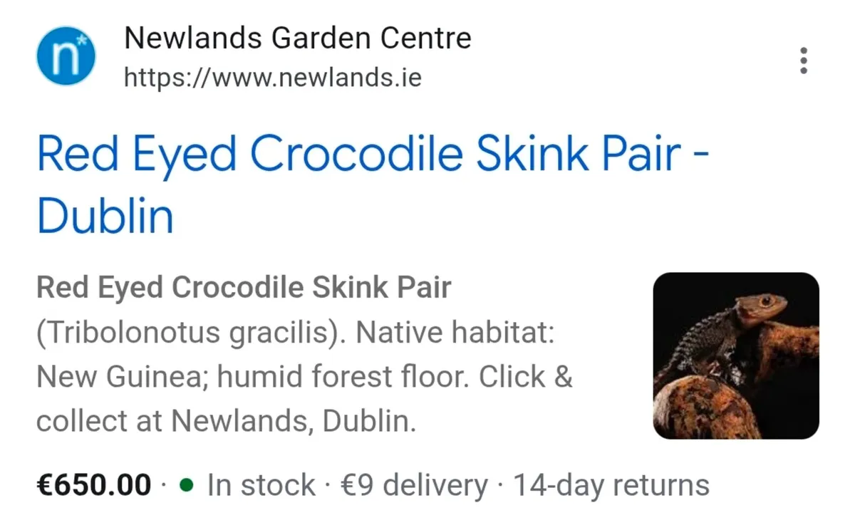 Crocodile skink pair - Image 2