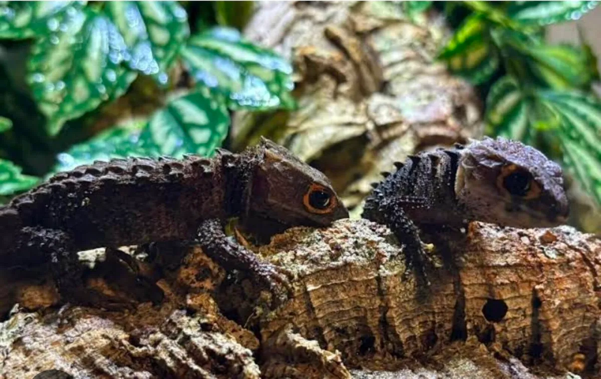 Crocodile skink pair - Image 1