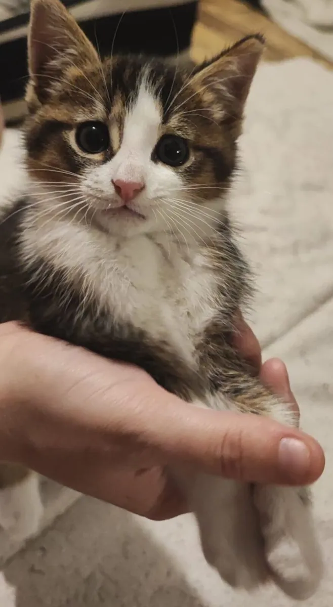 Kitten - Image 2