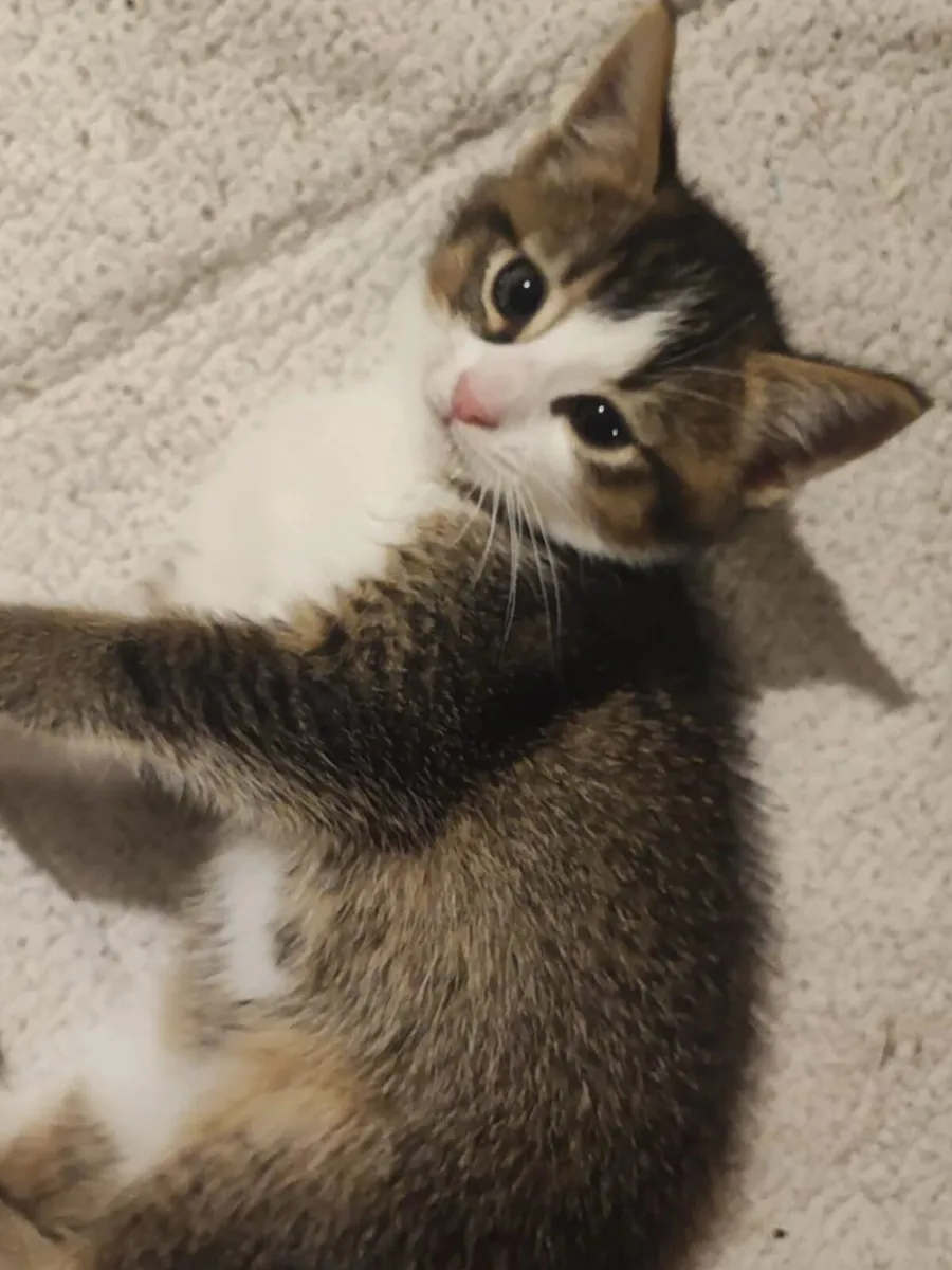 Kitten - Image 1