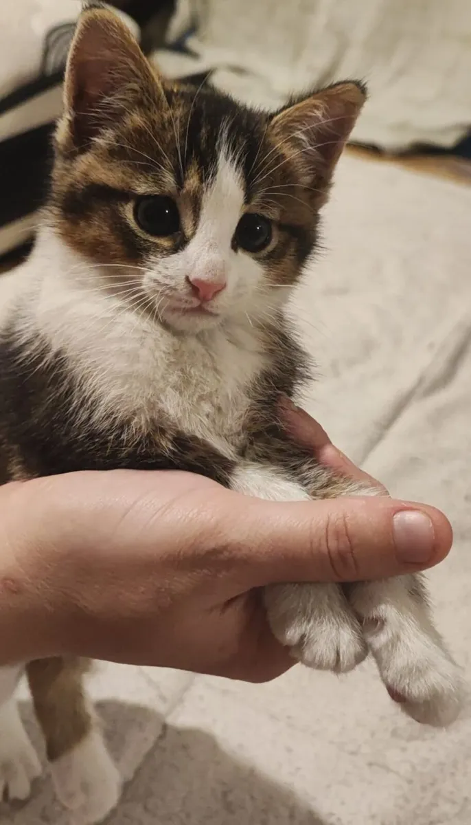 Kitten - Image 4