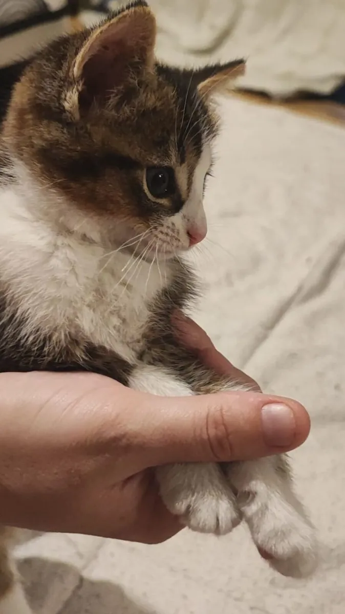 Kitten - Image 3