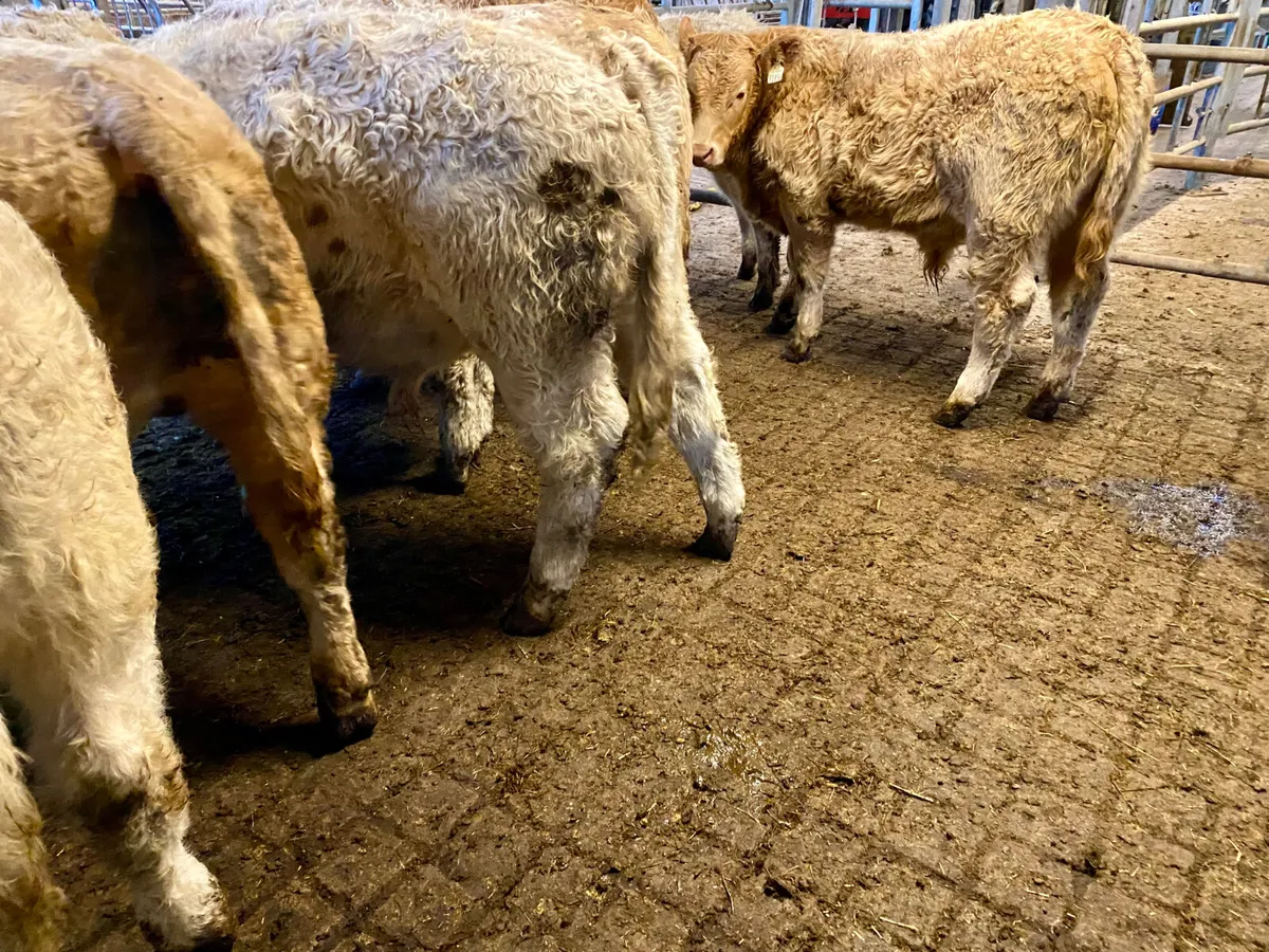 320kg • Super Charolais Bullocks - Image 3