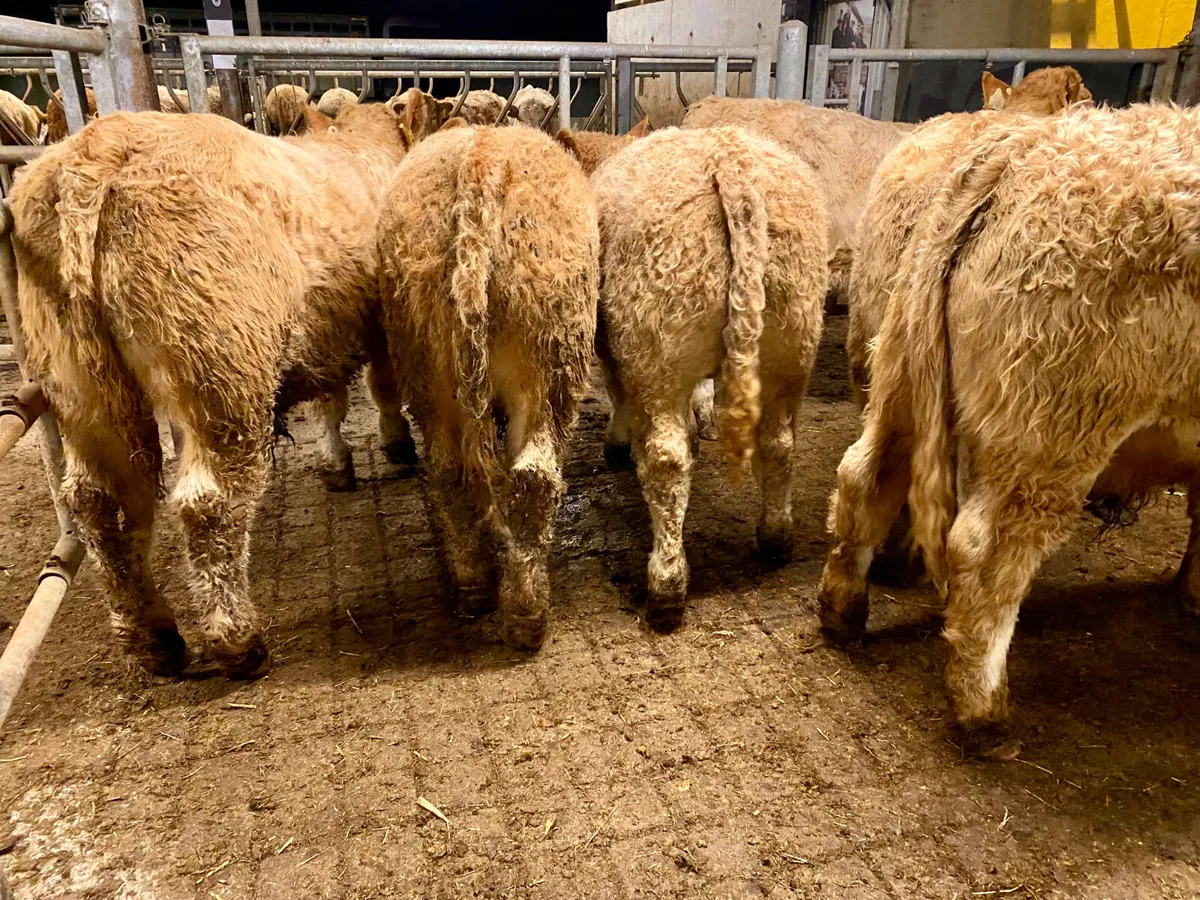 320kg • Super Charolais Bullocks - Image 2