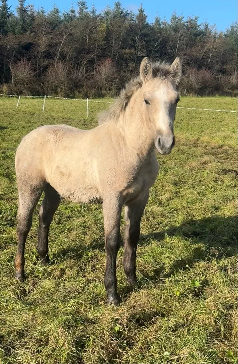 ***Super Connemara Colt Foal*** - Image 1