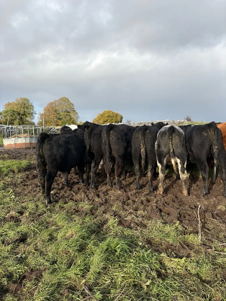 Weanlings bulls - Image 1