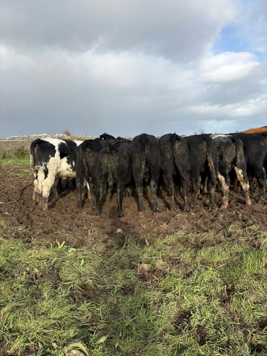 Weanlings bulls - Image 2