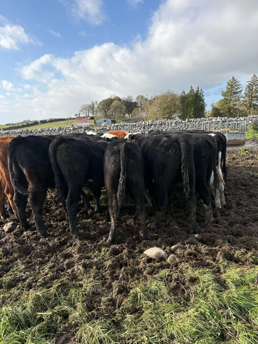 Weanlings bulls - Image 3