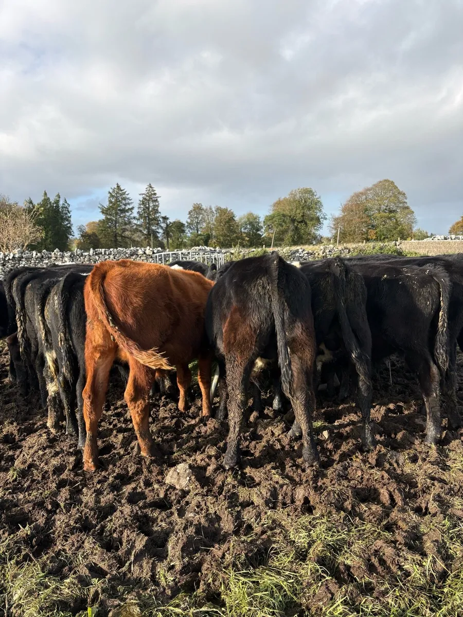 Weanlings bulls - Image 4