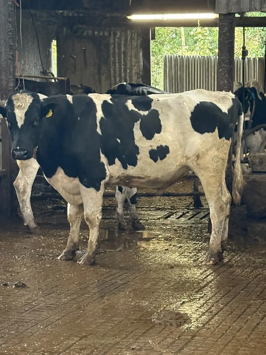 Pedigree holstein freisan bull - Image 1