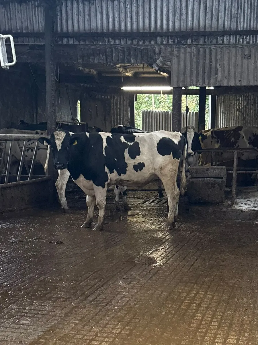 Pedigree holstein freisan bull - Image 2