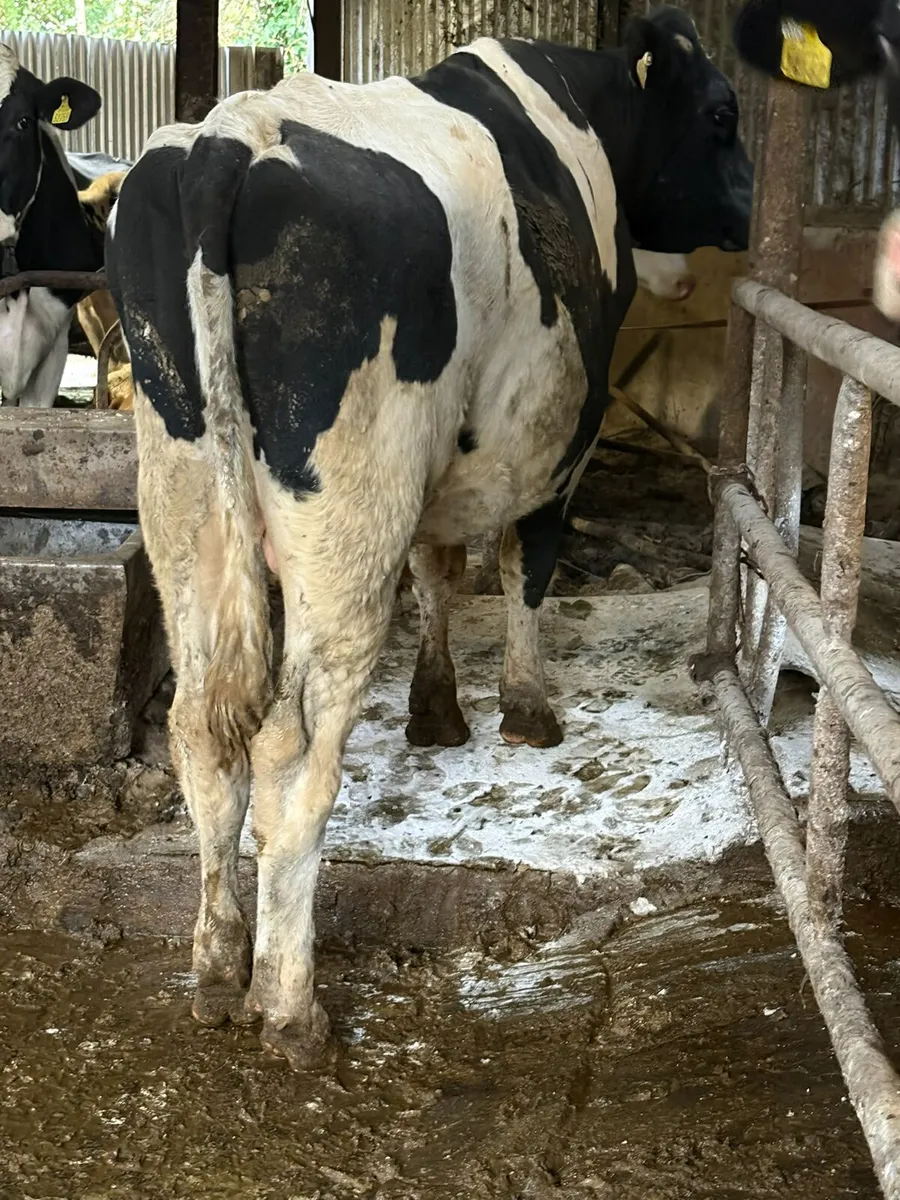 Pedigree holstein freisan bull - Image 3